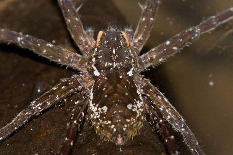 Water Spider (Dolomedes sp) (Dolomedes sp)